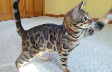 Bengal cat