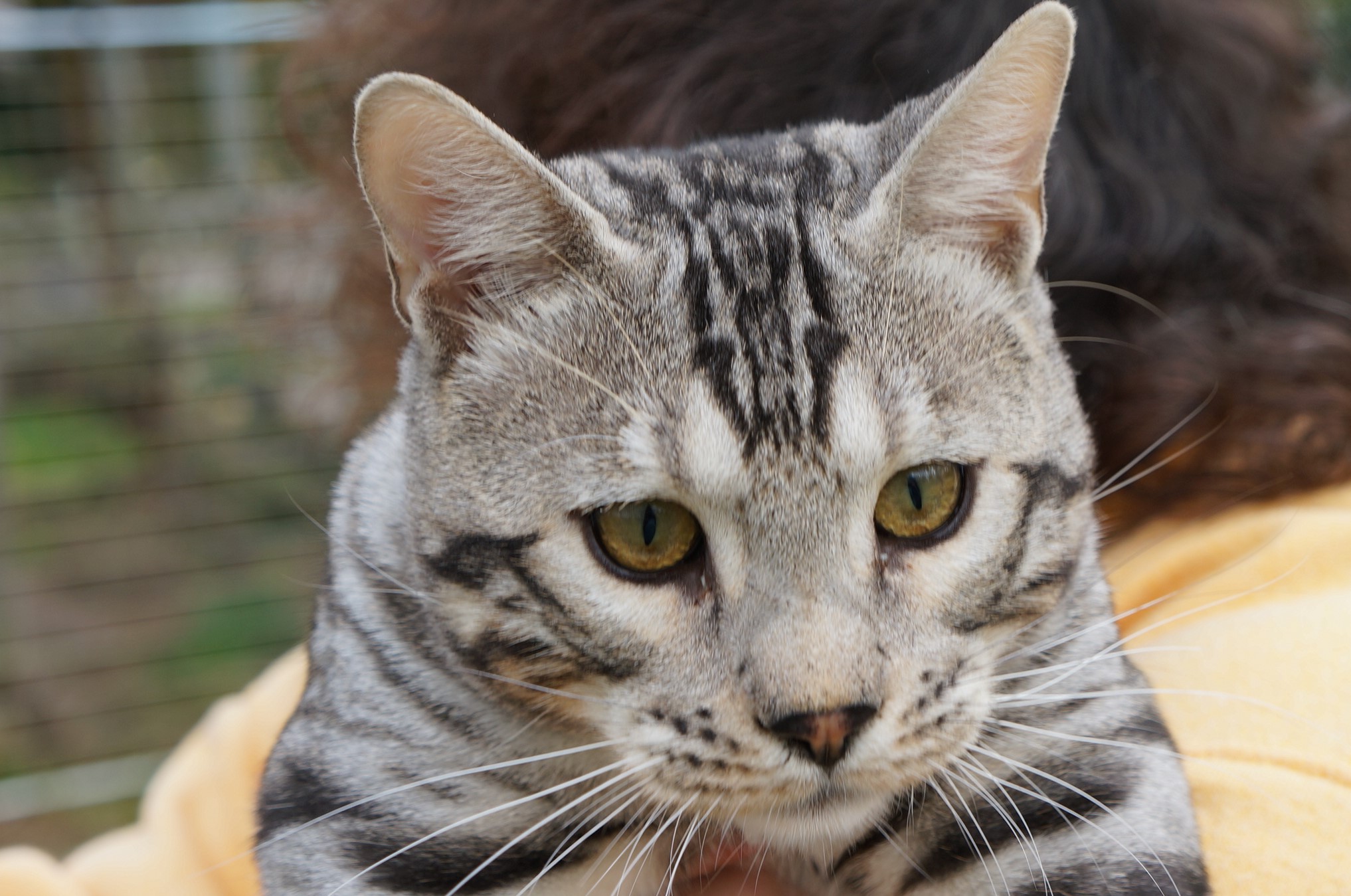 Jason — Bengal Stud