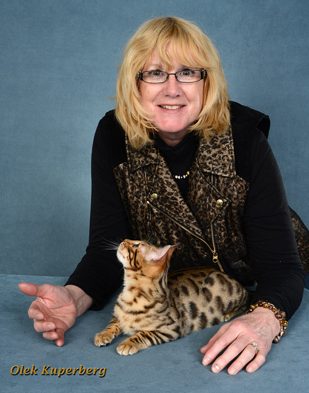 Beautiful Bengal cat